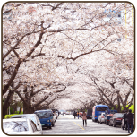 남천동 벚꽃 거리