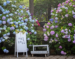 The beautiful and brilliant hydrangea at Taejongdae Park