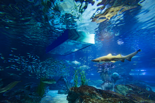 부산아쿠아리움썸네일