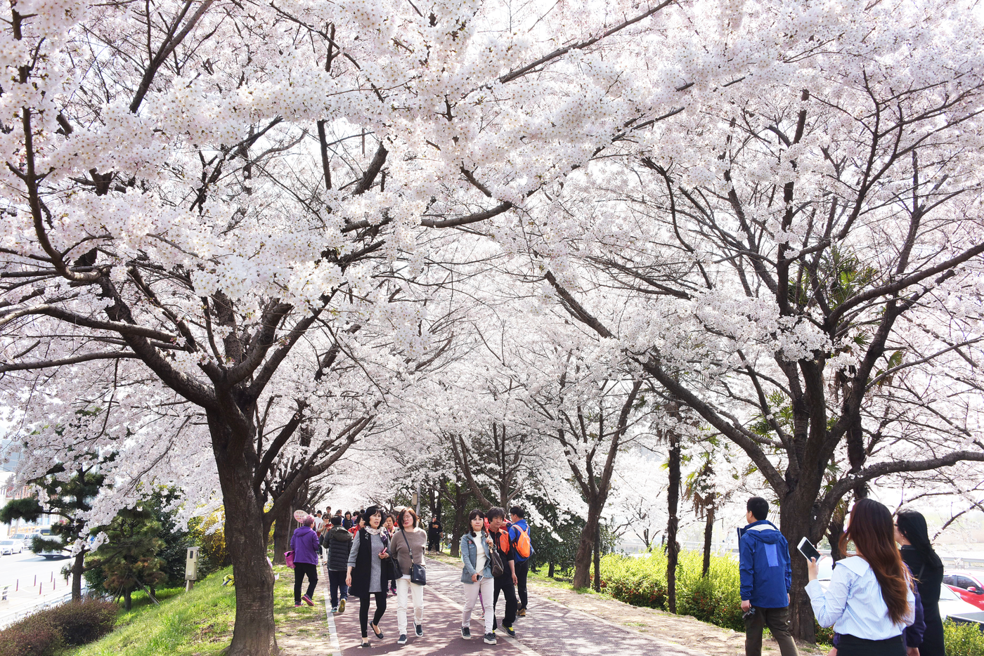 낙동강 정원 벚꽃 축제썸네일