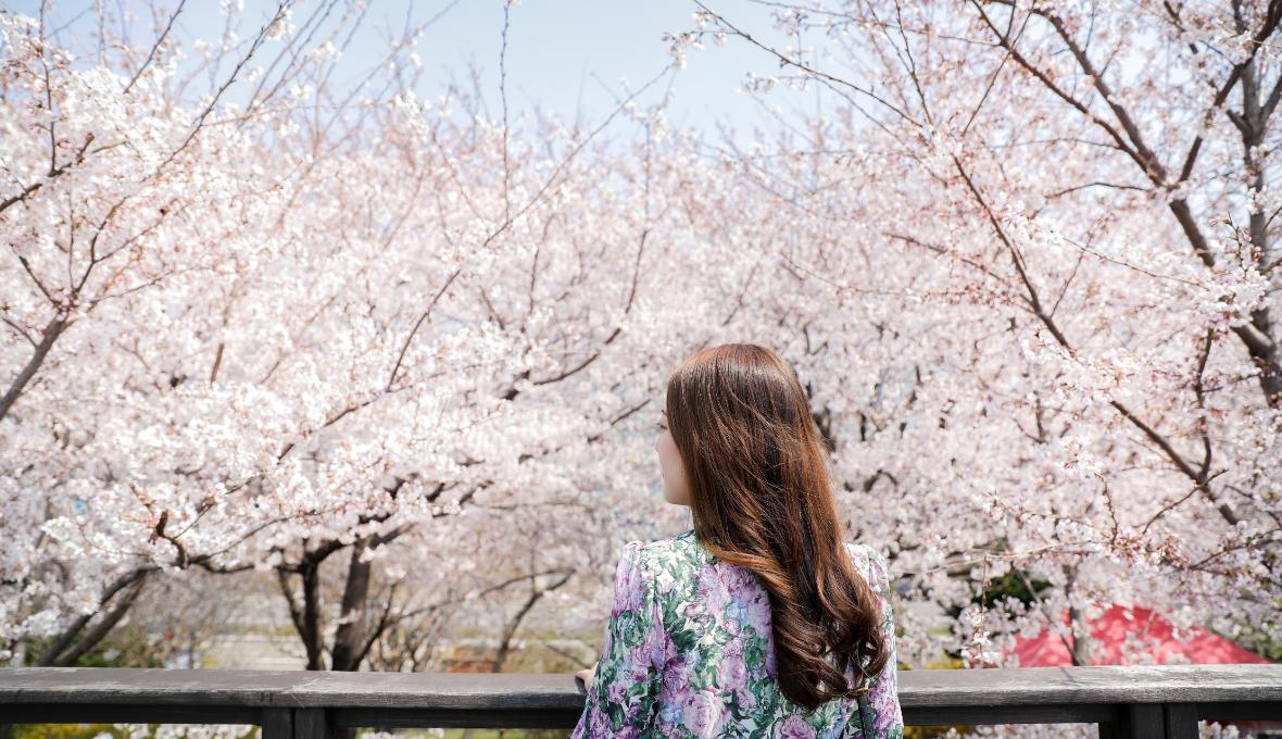 釜山各處，櫻花盛開1