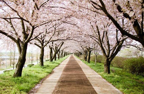 釜山各處，櫻花盛開2