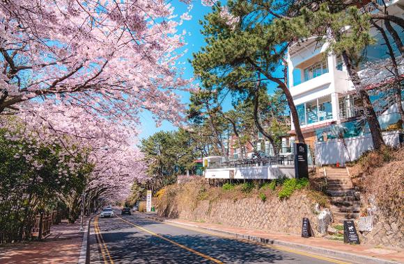 釜山各處，櫻花盛開2