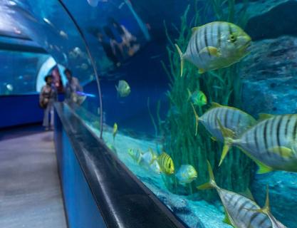 Busan Aquarium, where you can see, smell, hear, and feel the sea