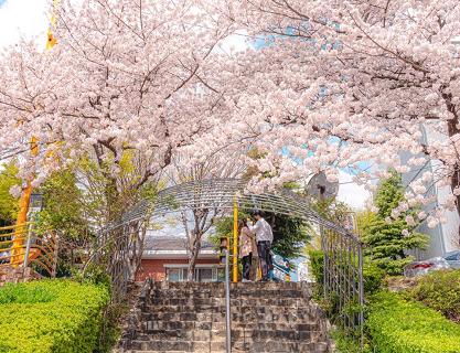 釜山各處，櫻花盛開