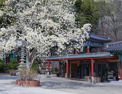 Seongamsa Temple: A hidden gem filled with magnolias, a sanctuary of spring flowers that I wish to keep to myself