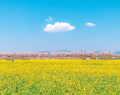 On a bright spring day, take the pictures of the day in Busan’s best places for spring flowers!