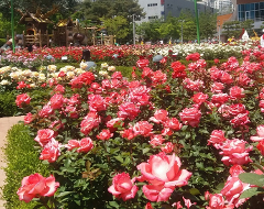 Searching for the best rose gardens hidden all over Busan