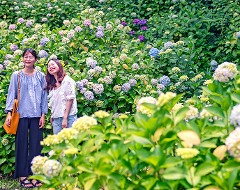 绣球花胜地