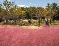 ロマンチックな秋の花散歩