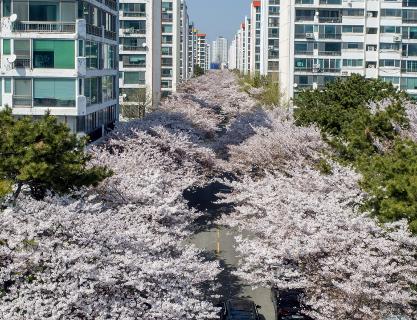 남천동 벚꽃축제