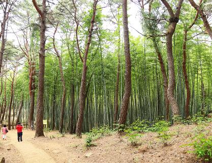 아홉산 대나무숲