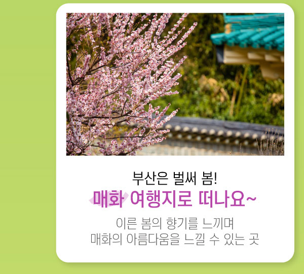 부산은 벌써 봄! 매화 여행지로 떠나요~ 이른 봄의 향기를 느끼며 매화의 아름다움을 느낄 수 있는 곳