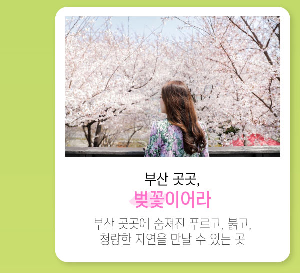 부산 곳곳, 벚꽃이어라 부산 곳곳에 숨겨진 푸르고, 붉고, 청량한 자연을 만날 수 있는 곳