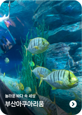 놀라운 바다 속 세상 부산아쿠아리움