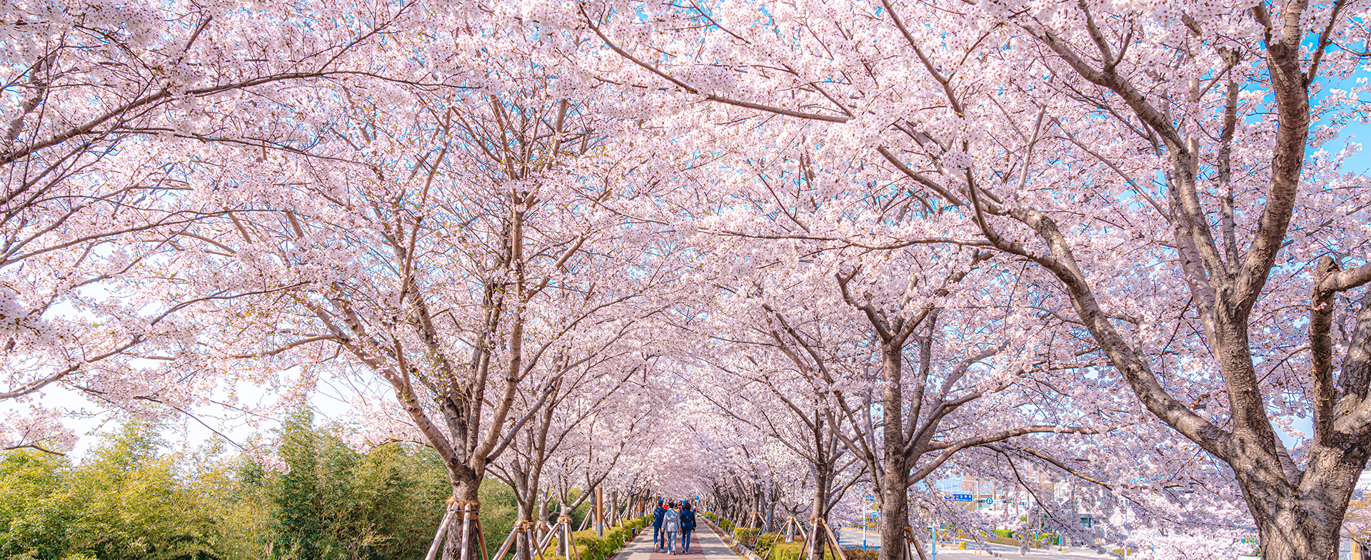 Busan is awash with cherry blossoms ~✿