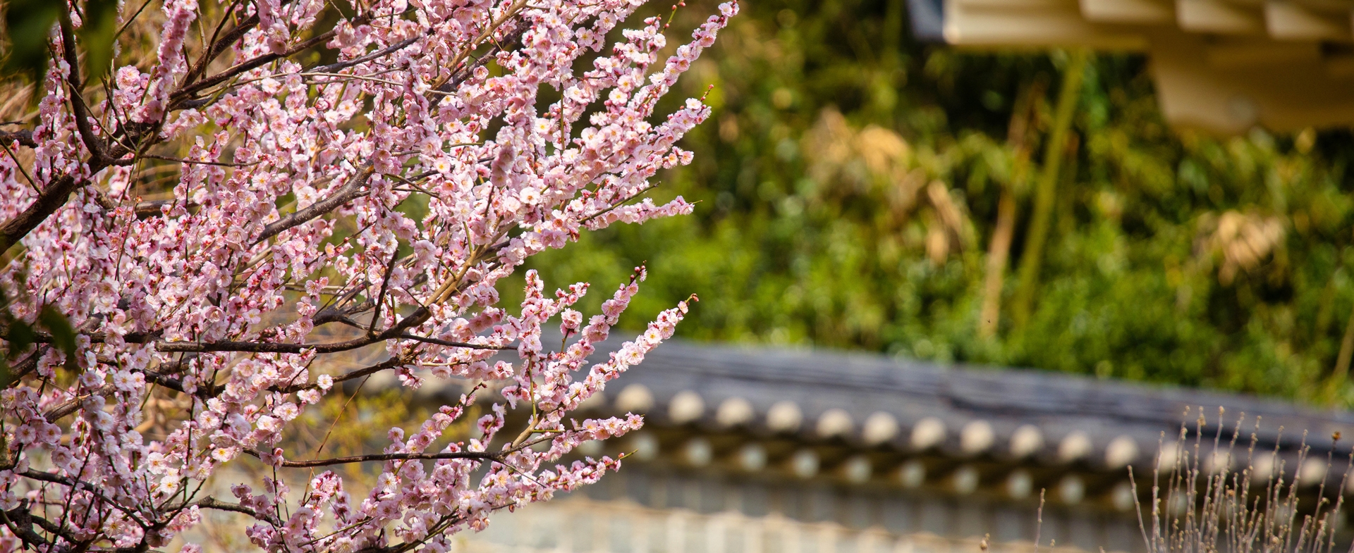 Spring is just around the corner in Busan! Here are the best places to see plum blossoms!