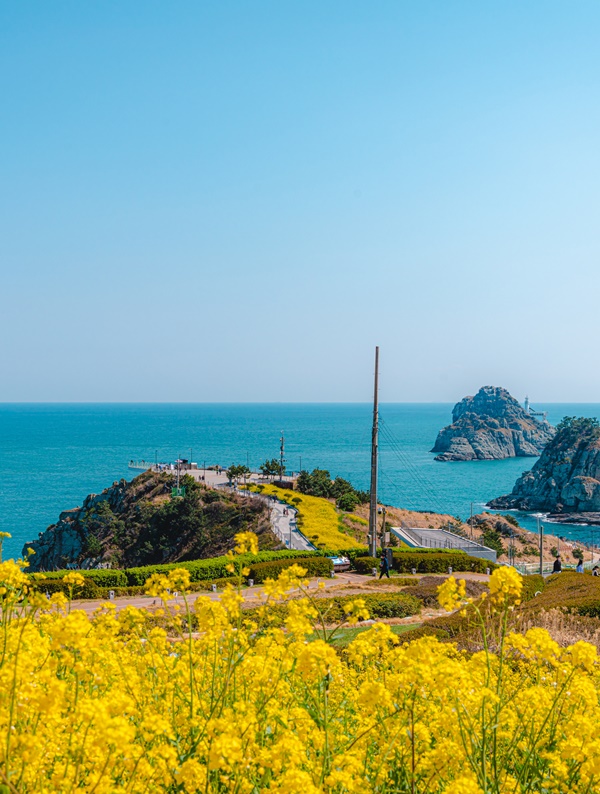 On a bright spring day, take the pictures of the day in Busan’s best places for spring flowers!