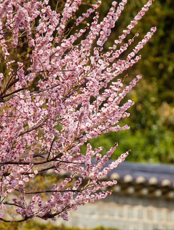 Spring is just around the corner in Busan! Here are the best places to see plum blossoms!