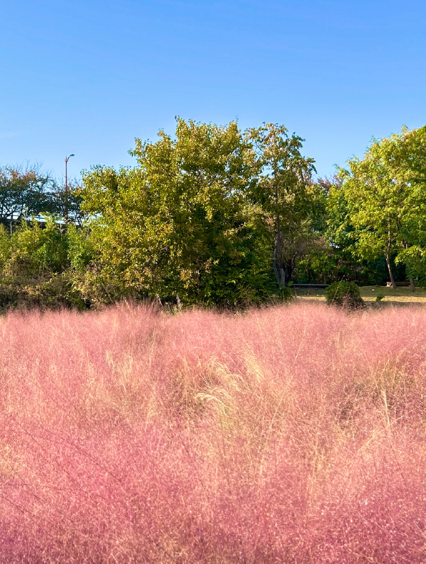 在釜山，漫溯一场秋光