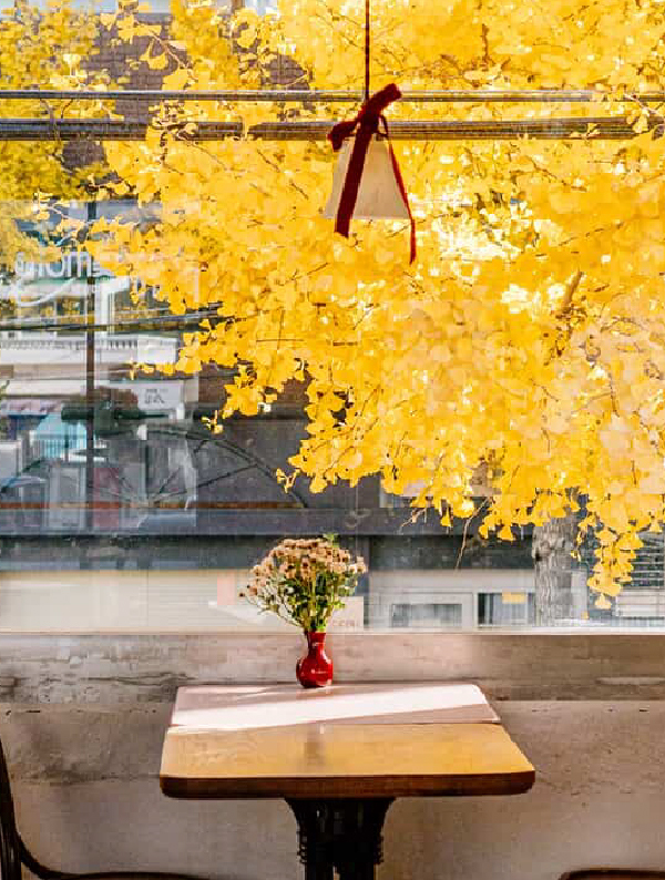 釜山秋日的邂逅：與咖啡共品秋葉的靜好