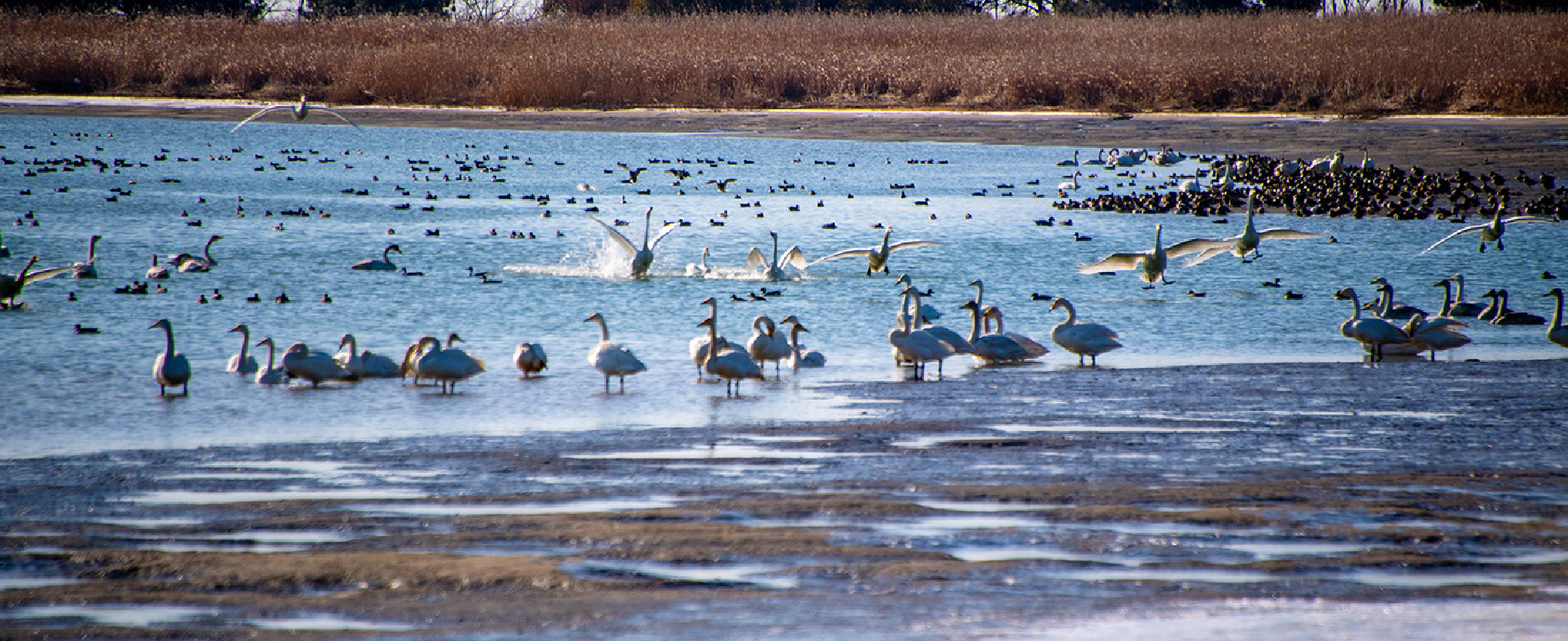 冬日，自遠方飛來的風景——循著候鳥棲息地漫遊西釜山