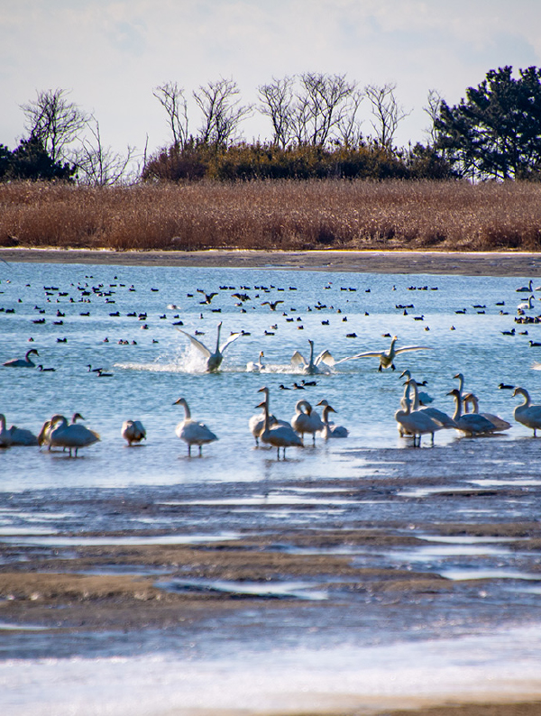 渡り鳥の飛来地を巡る西釜山旅行